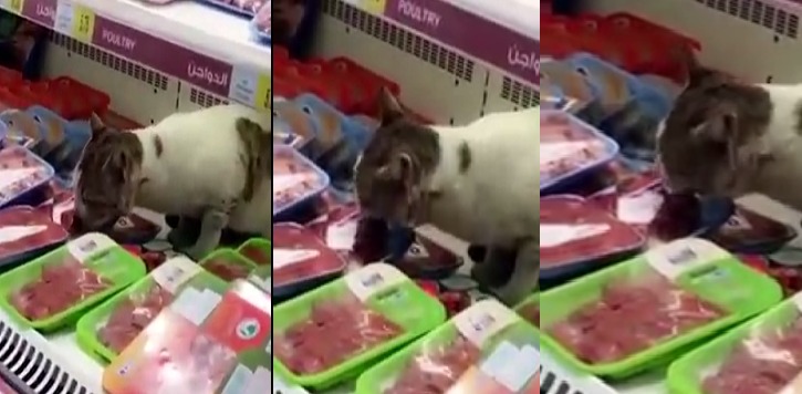 بالفيديو..ثلاجة بمتجر شهير يخرج منها قطة في جدة