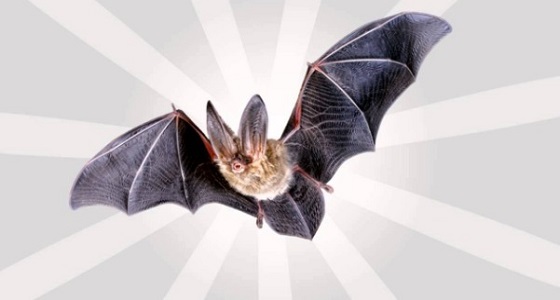 علماء يحذرون من نوع جديد من الخفافيش يتغذى على دماء الإنسان