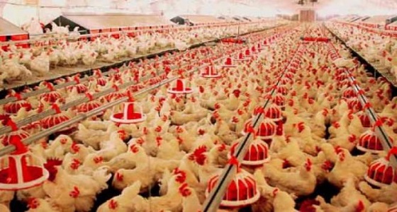 إعدام أكثر من 168 ألف دجاجة بسبب إنفلونزا الطيور باليابان