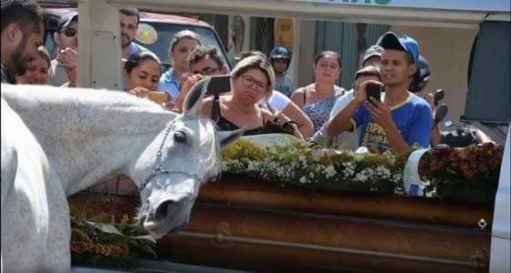 بالفيديو ..حصان يحضر لحظة دفن صديقه ويبكي على قبره