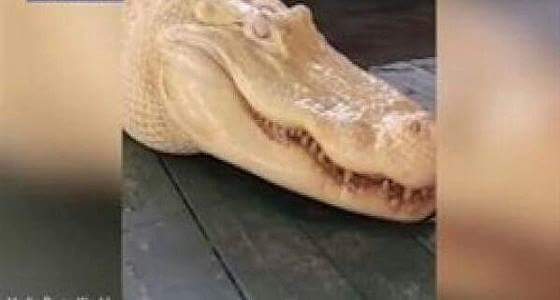 بالفيديو.. أنثى تمساح ذهبي تحدث ضجة