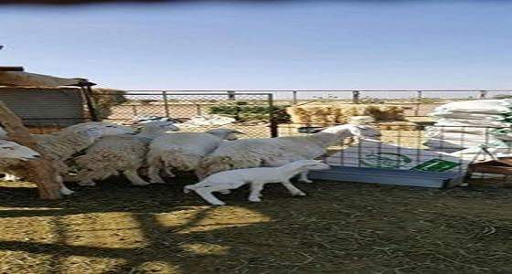 بالصور..سرقة 141 رأس غنم من حظيرتين بالجفر شمال الطائف