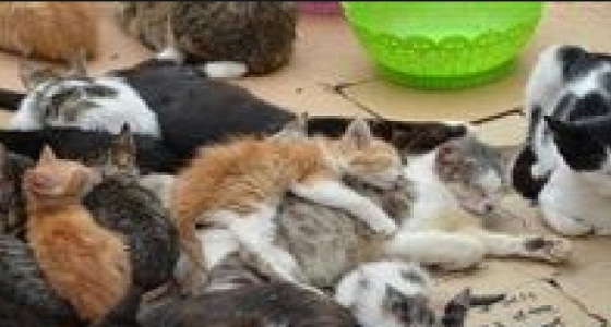 الحجر الصحي على مئات القطط بسبب إنفلونزا الطيور بنيويورك
