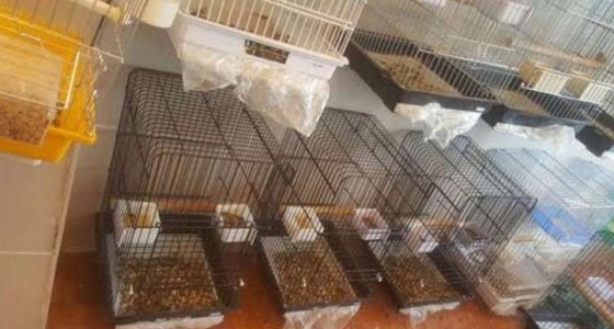 “جزائية الطائف” تقضي بسجن ثلاثة أشقاء 3 سنوات وألف جلدة لتورطهم في سرقة “ببغاوات ثمينة”