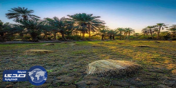 بالصور .. الأرز السعودي يواجه خطر الانقراض