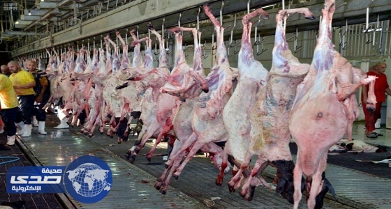 أمانة المدينة المنورة تضبط مسلخا غير مرخص