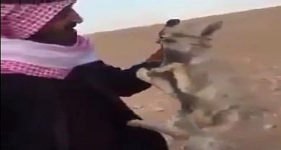 بالفيديو.. تجمد الحيوانات فى شمال المملكة بسبب برودة الجو
