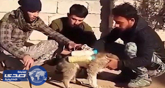 بالفيديو.. داعش تفخخ الكلاب وترسلها للقوات العراقيه