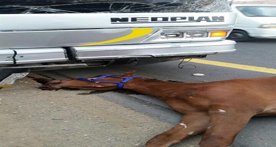 بالصور.. مواطن يعوض طفلاً فقد فرسه في حادث مروري بآخر أصيلاً