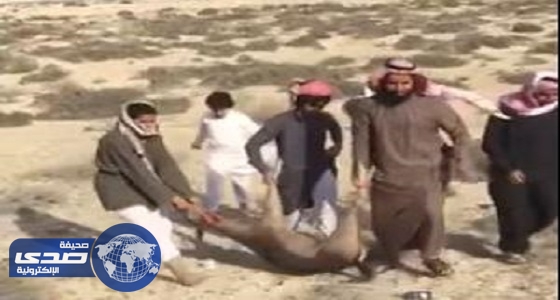 بالفيديو.. صاحب الظبي بامبي يعفو عن صائديه