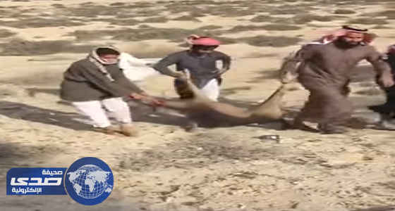 بالفيديو.. شباب يتباهون باصطياد ظبي وذبحه بالدمام