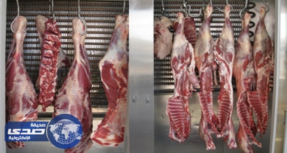 إغلاق 15 ملحمة مخالفة وإتلاف لحوم مجهولة المصدر بالمدينة