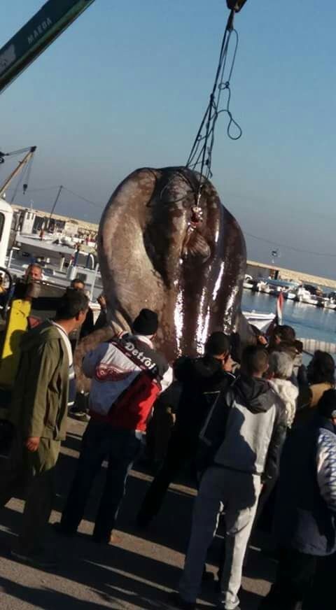 بالصور..  اصطياد «قمر» العملاقة بلبنان