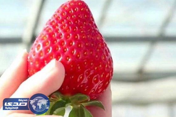 أغلى حبة فراولة في العالم