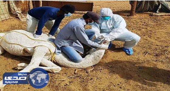 فرق الزراعة تعاين حظيرة أبل مواطن توفي متأثرا بكورونا في الأسياح