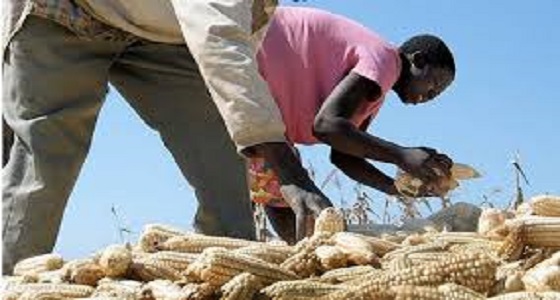 انتشار آفة تدمر محاصيل الذرة في أنحاء أفريقيا