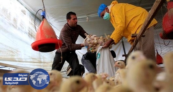 الصحة المصرية تسجل أول وفاة بإنفلونزا الطيور خلال العام الجاري