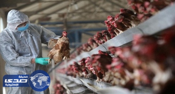 إنفلونزا الطيور تتسبب في 100 حالة وفاة في الصين خلال  4 أشهر