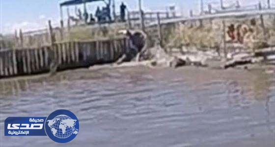 فيديو مرعب.. شاب يتصارع مع تمساح وكاد يتحول لوجبة