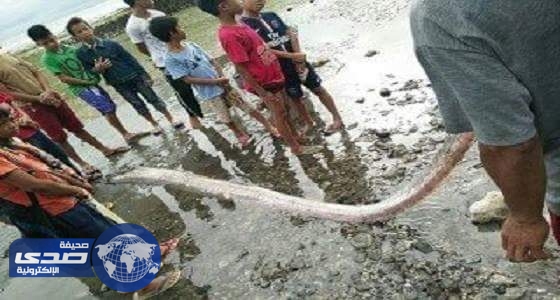 بالفيديو ..ظهور ثعابين عملاقة ببحر الفلبين تنذر بكارثة طبيعية