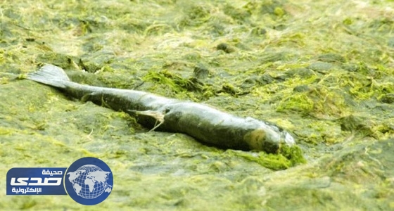 انتشار الطحالب يتسبب في قتل 170 ألفا من أسماك السلمون في تشيلي