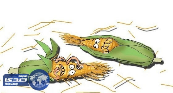 خبراء يحذرون من اختفاء محاصيل الذرة