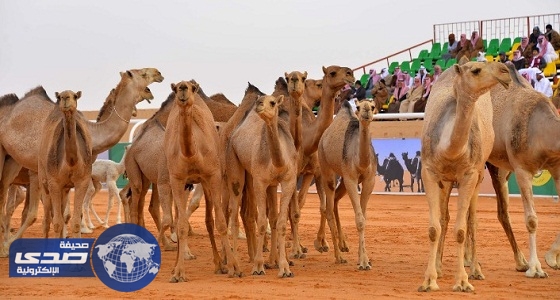 إدارة مهرجان الملك عبدالعزيز للإبل تكشف عن رؤيته الجديدة غداً
