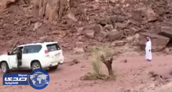 فيديو صادم لـ «شجرة» تنتقم من مواطن حاول اقتلاعها