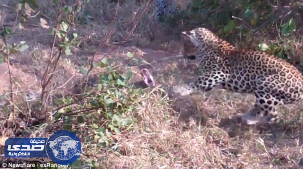 بالفيديو .. أنثي نمر تٌهاجم ثعبان ضخم لانقاذ شبلها