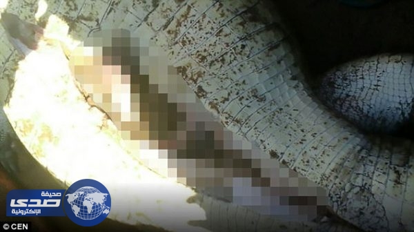بالفيديو والصور.. العثور على بقايا طفل داخل بطن تمساح بشمال زيمبابوي