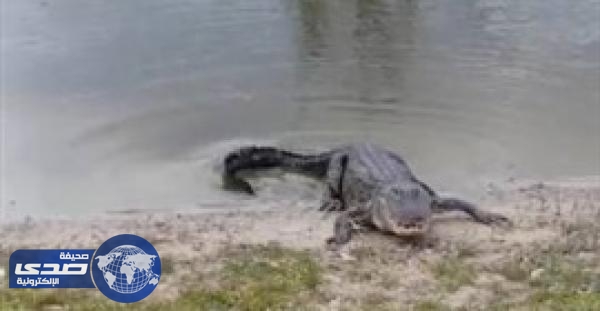 بالفيديو.. تمساح يلتقط كُرة جولف من اللاعبين