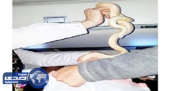 مسافر ينسي ” ثٌعبان ” بالطائرة وطفل يٌدل علي مكانه