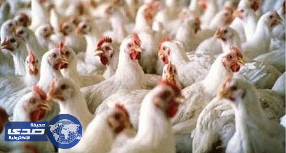 وزارة البيئة تحظر استيراد الطيور الحية وبيض التفقيس والصيصان من اليونان
