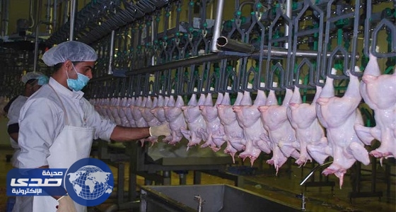 شركات الدواجن الصغيرة تسعى لتحطيم الأسعار والكبرى تتحداها