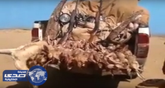 بالفيديو.. السلطات السوادنية توقف سعوديا لاصطياده مئات الطيور والأرانب