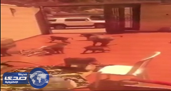 بالفيديو.. قرود تهاجم منتجع سكني بالطائف وتسرق محتوياته
