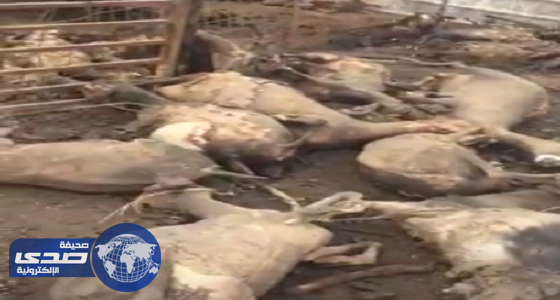 فيديو  مؤلم  لتفحم 120 رأسا من الماعز في حوش بالأسياح بمنطقة  القصيم