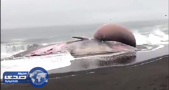 بالفيديو.. الامواج تُلقي بحوت عملاق يعاني ورماً على شاطئ تشيلي