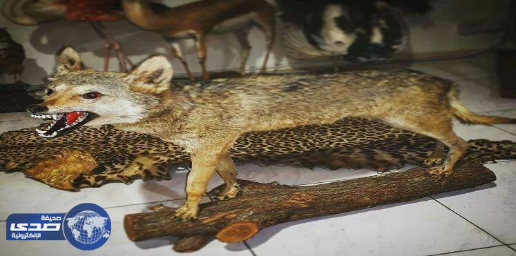 مطار القاهرة يصادر «ثعلب» حاول سعودي تهريبه إلى جدة