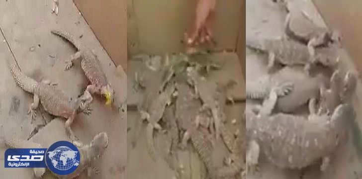 بالفيديو .. شاب يتلذذ بسجن ضبان و تجويعها