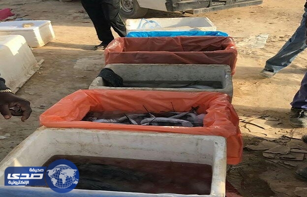 بالصور ..ضبط لحوم وأسماك فاسدة في سوق مخالف بالرياض
