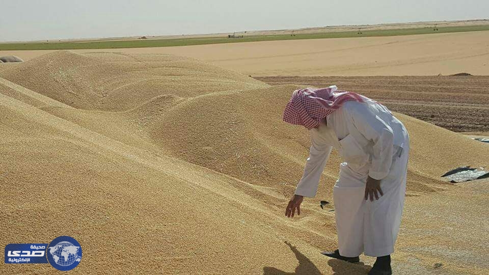بالصور.. حصاد مشروع الراجحي لإنتاج القمح بالسودان