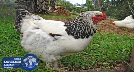 بالفيديو.. تعرف على حقيقة أضخم دجاجة في العالم