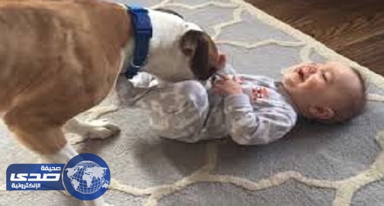 بالفيديو.. كلب أليف يٌداعب طفل رضيع ويُضحكه