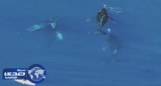 فيديو مٌرعب بالمحيط الهادي