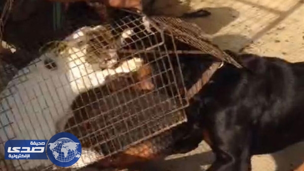 حاكم دٌبي يٌعاقب المتهمين بتعذيب قطة وتقديمها لكلاب مفترسة بتنظيف حديقة الحيوان