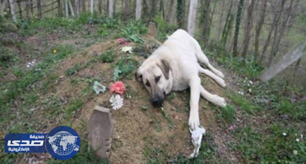 بالفيديو .. كلب يحرص على زيارة قبر صديقه يومياً