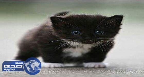 بالصور..سبب تشائم المصريون من &#8221; القطة السوداء&#8221;