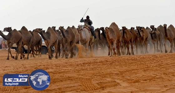 أحد مشاهير السناب يهجو مالك إبل بعد عطية «حوار» ومبلغ من المال