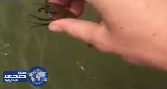 بالفيديو.. شاب يصطاد الأسماك بطريقة غير تقليدية .. تعرف عليها